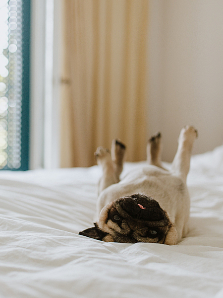 Small puppy laying on a bed with white sheets