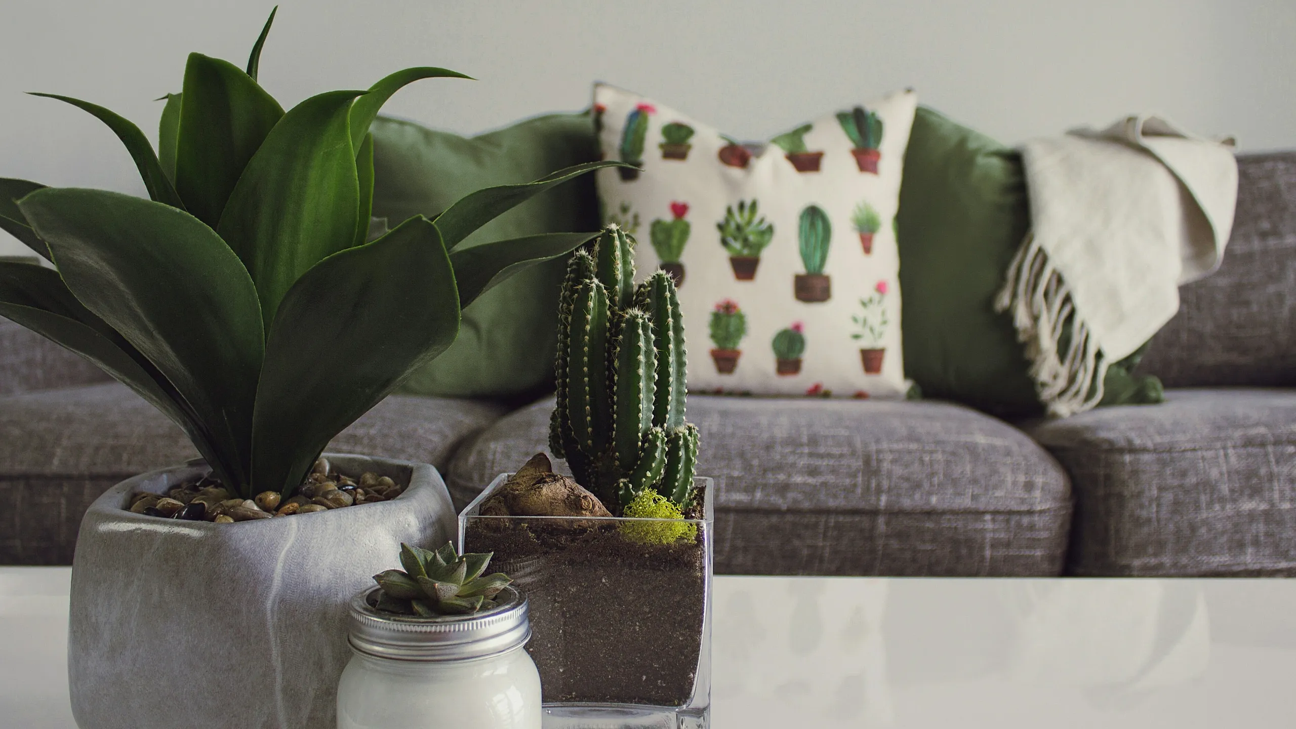 A cozy living room with a gray sofa. On a white table, there are potted plants: a green leafy plant, a cactus, and a small succulent beside a candle. The sofa has a plant-themed pillow and a light-colored throw, creating a calming, nature-i