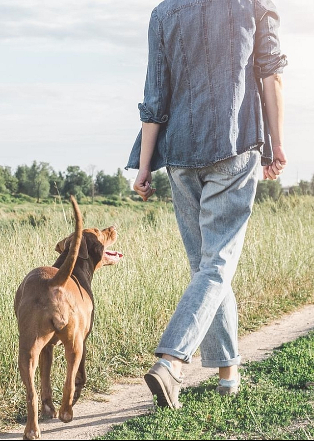 Woman dressed in denim top and bottom, walking a brown medium sized dog
