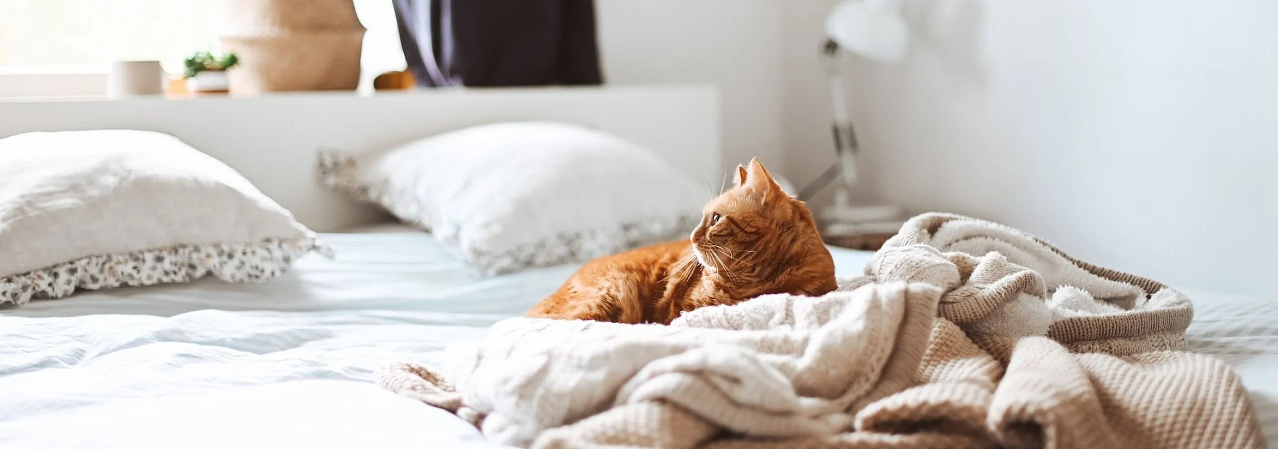 An orange cat sitting comfortably on a bed