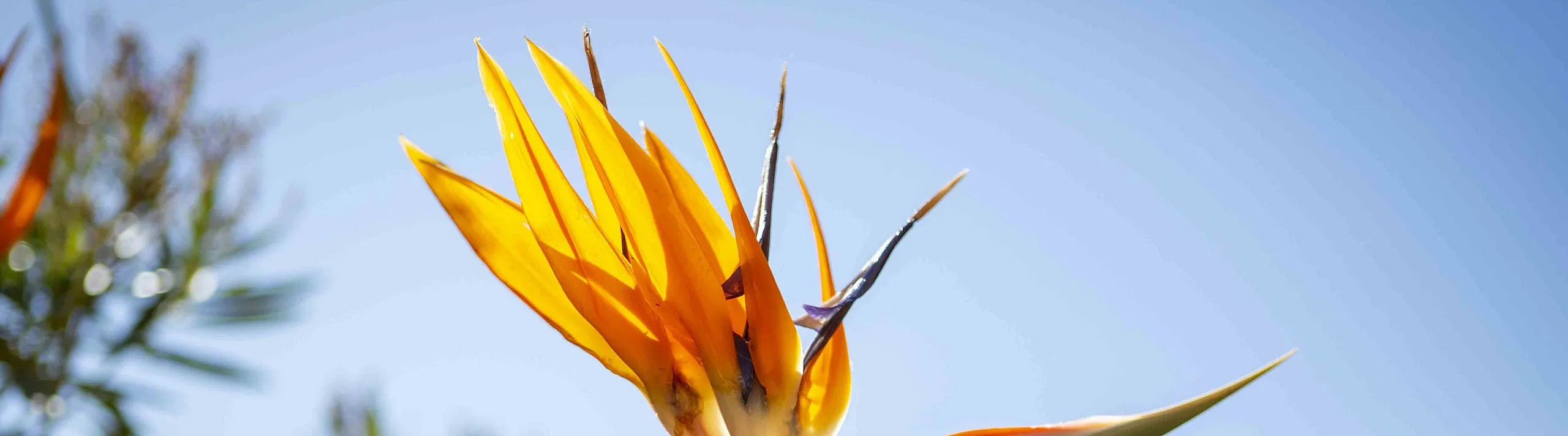 Close-up of a vibrant orange and purple Bird of Paradise flower against a clear blue sky, surrounded by lush green foliage, conveying a sense of tropical beauty.