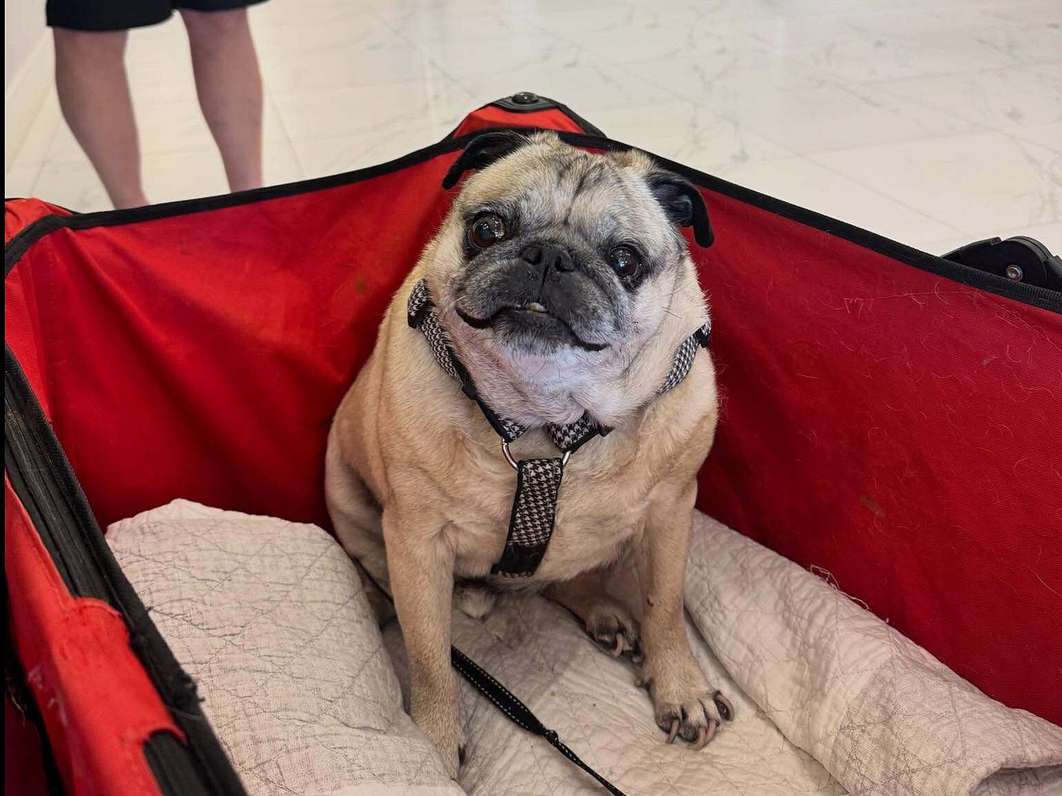 Charming apartment lobby with a cute pug in a red stroller, modern mailboxes, and elegant marble flooring.
