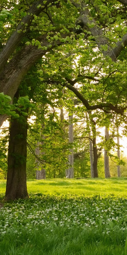 Nature, view of a park