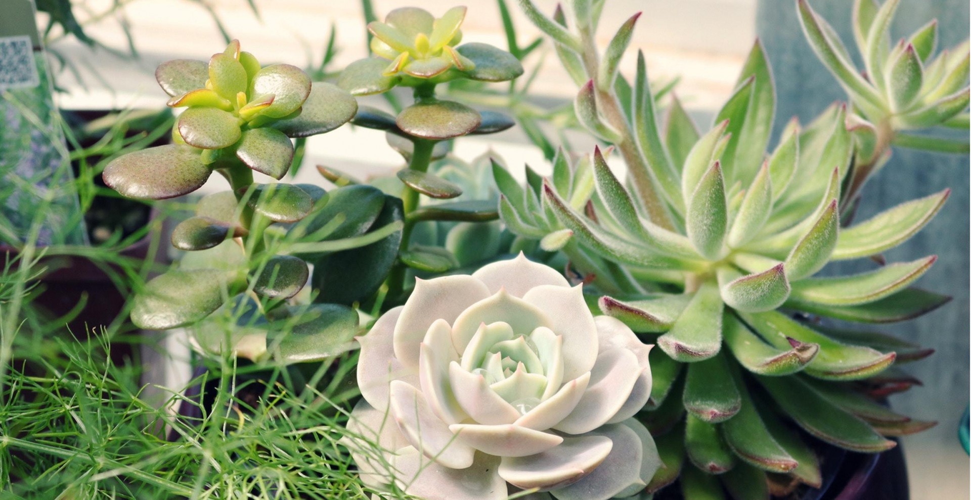 Plants