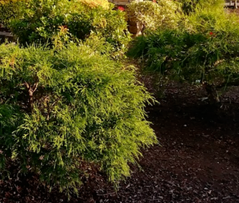Lushly landscaped entrance to Barrington Place Apartments, featuring elegant stone signage and vibrant greenery.