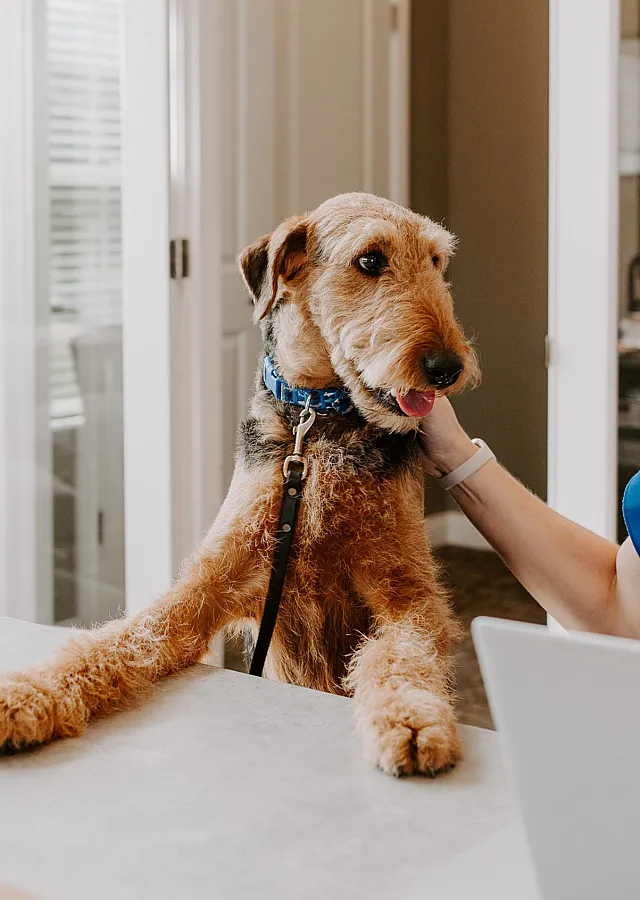 Warm and inviting apartment scene with a friendly dog leaning on a countertop.