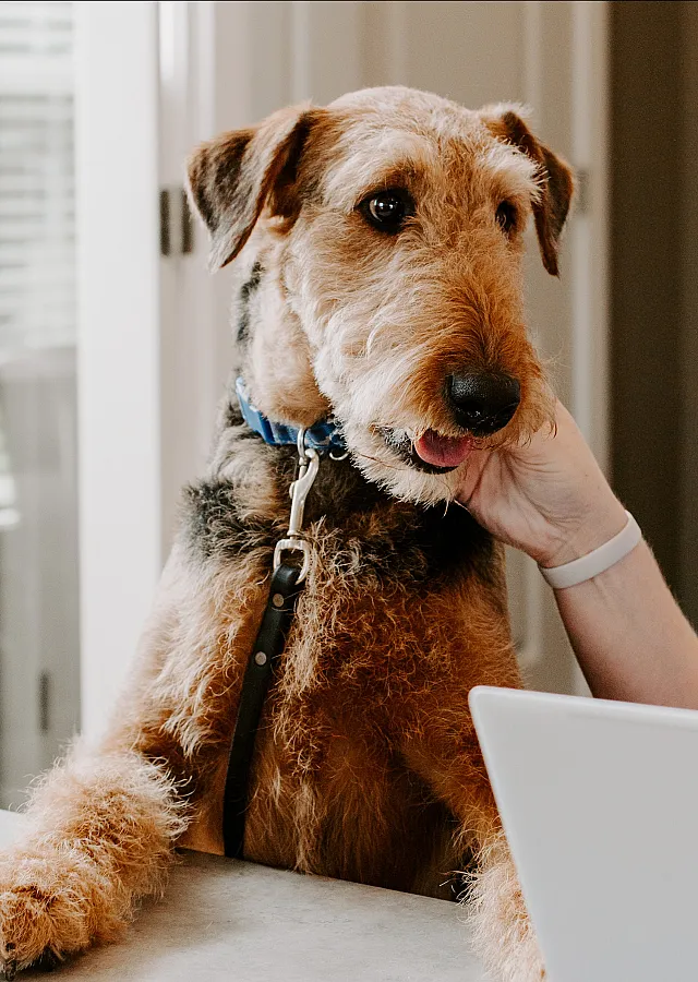 Charming Airedale terrier with a blue collar enjoying attention at a modern kitchen counter, adding warmth to the inviting home atmosphere.
