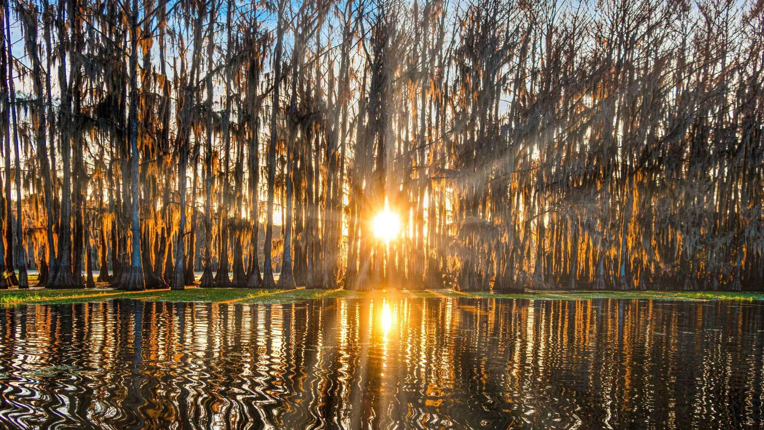 Captivating sunrise through towering trees reflecting on a tranquil water surface, creating a serene and picturesque nature scene.