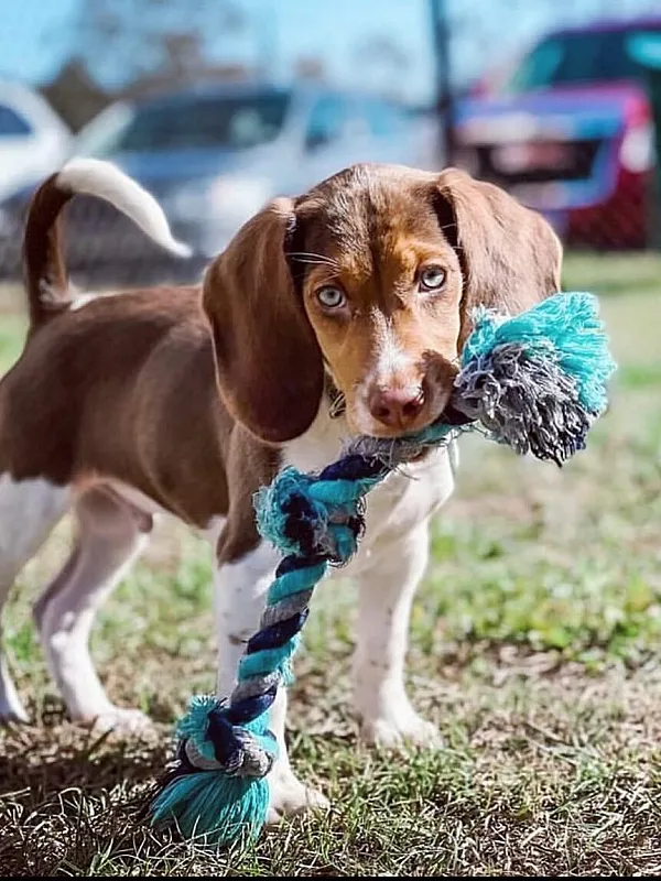 Adorable beagle puppy with a striking gaze, playing with a vibrant blue rope toy in a sunny outdoor setting.