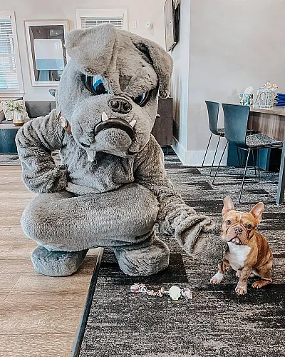 Charming apartment living room featuring a playful bulldog mascot interacting with a cute French bulldog, showcasing a welcoming pet-friendly environment.