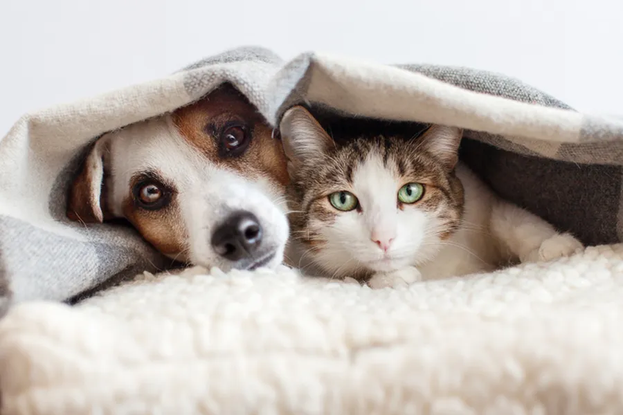 Cozy scene of a dog and cat snuggling under a warm blanket, exuding comfort and companionship.