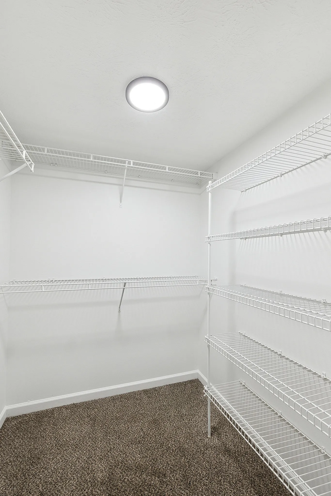 Spacious walk-in closet with ample white wire shelving and soft carpet flooring, ideal for organized storage.