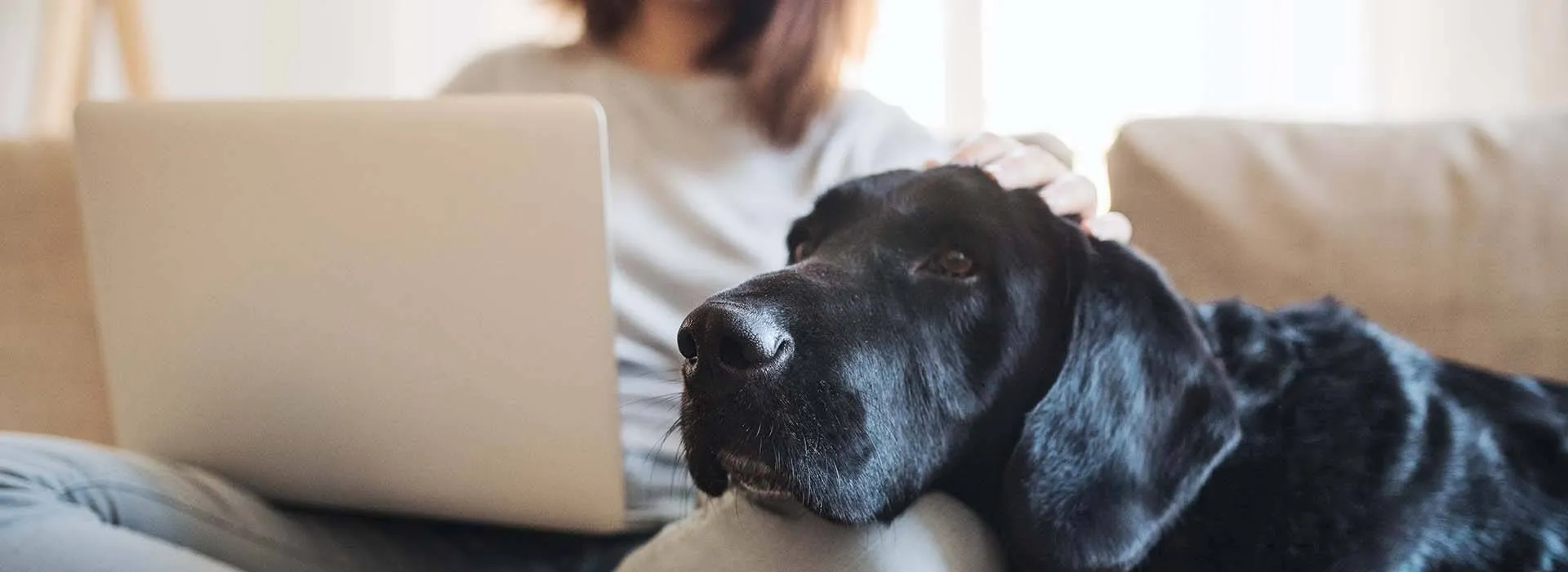Woman on Laptop with Dog | Maven @ 806 | Louisville, KY Apartments
