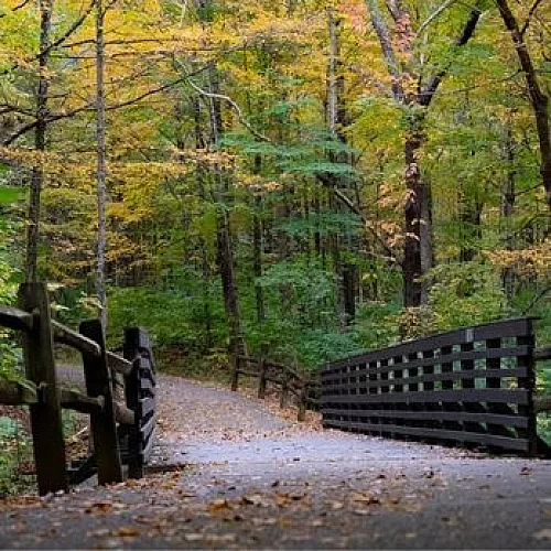 A picturesque forest path lined with wooden railings, surrounded by vibrant autumn foliage.