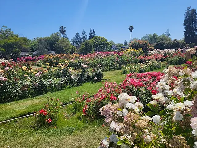 Vibrant garden featuring a colorful array of blooming roses under a clear blue sky.