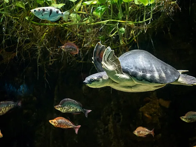 Vibrant underwater scene with a turtle gracefully swimming among colorful fish and lush greenery.
