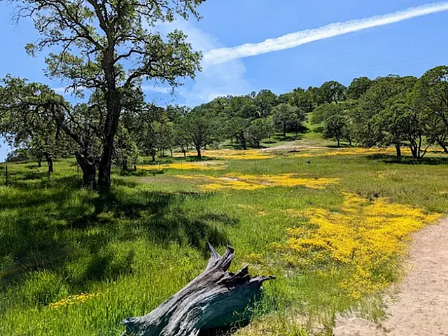 Captivating landscape view of a lush green meadow with scattered wildflowers under a clear blue sky, featuring charming oak trees and a rustic fallen log.