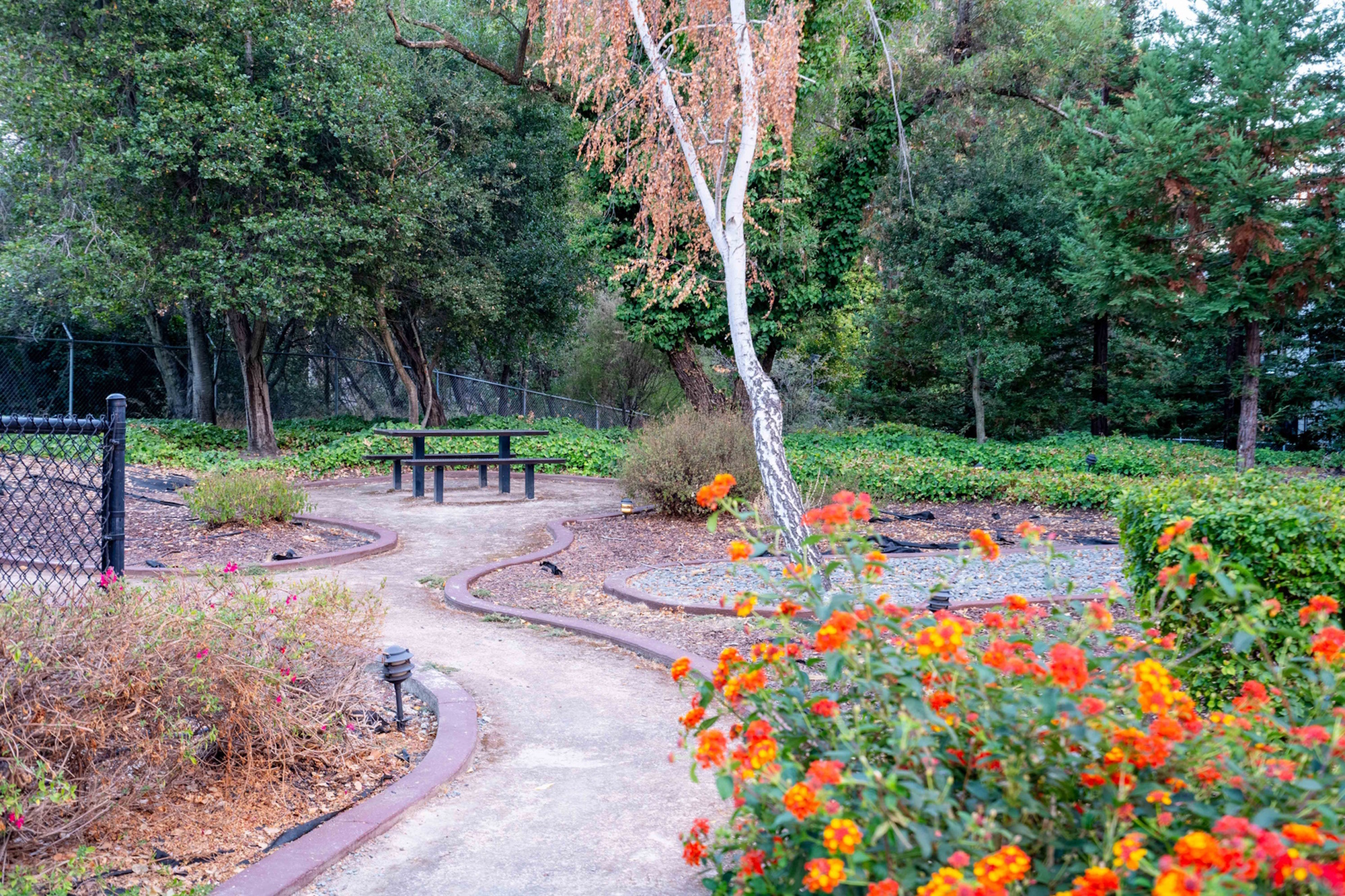 Quiet garden with a pathway, picnic table, and vibrant orange flowers surrounded by lush greenery.