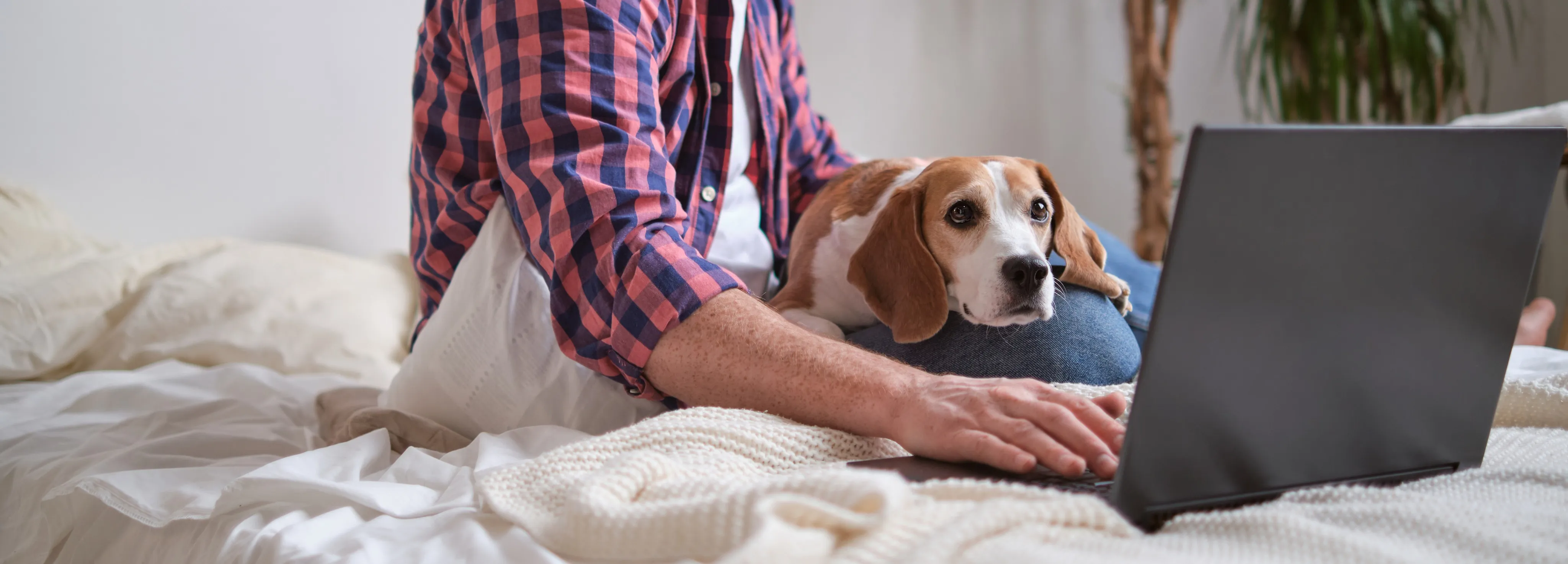 Pet