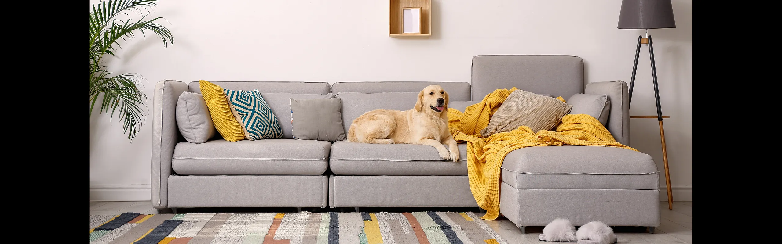 picture of living room with dog