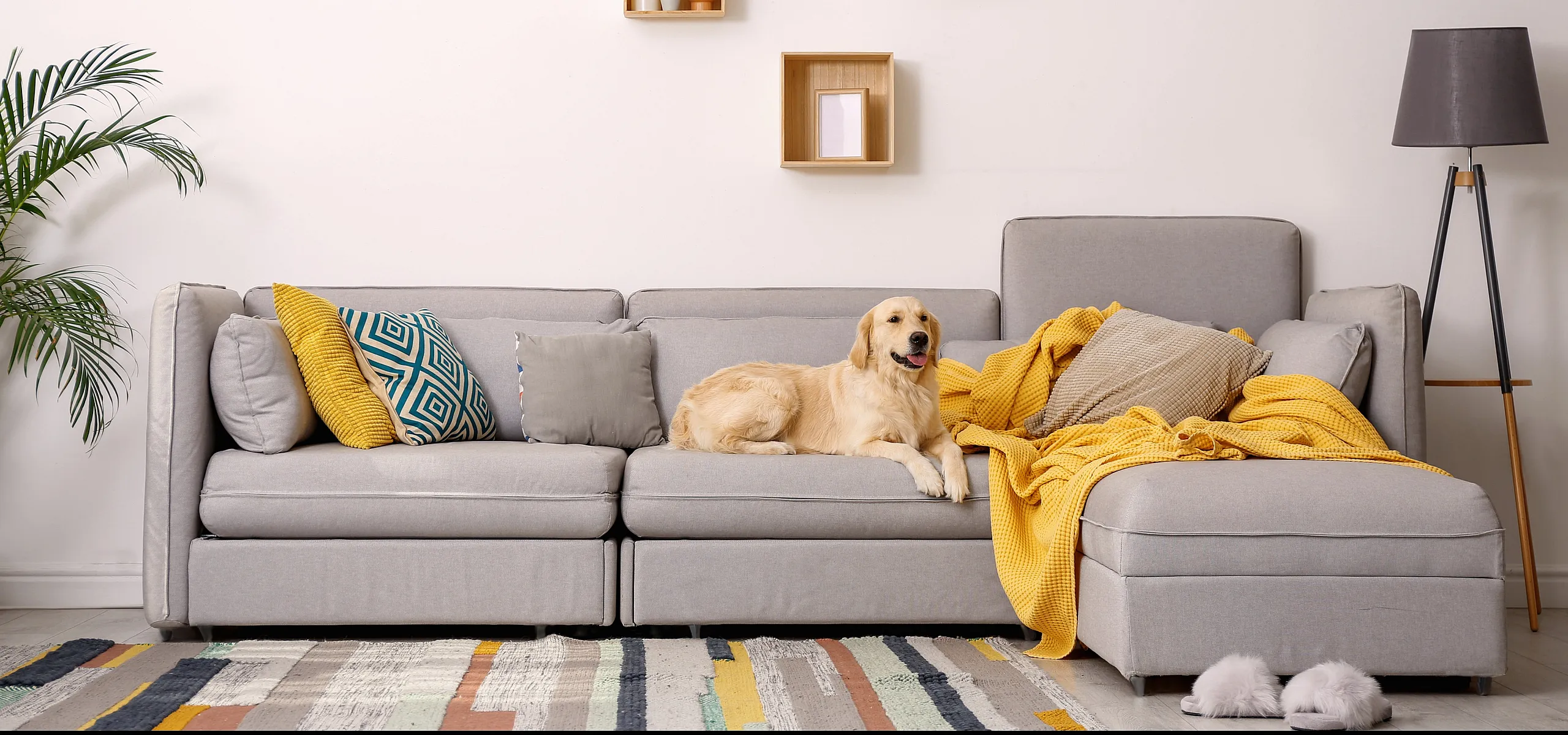 picture of dog on couch