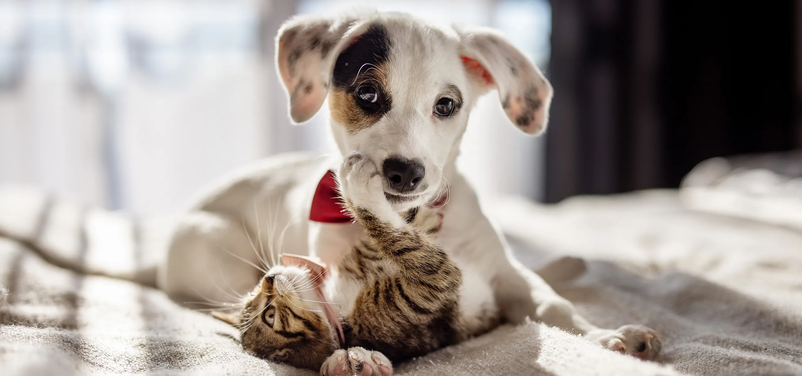 picture of dog and cat