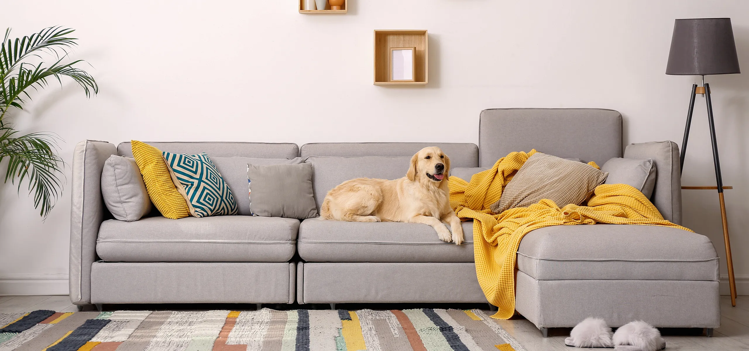 picture of dog on couch