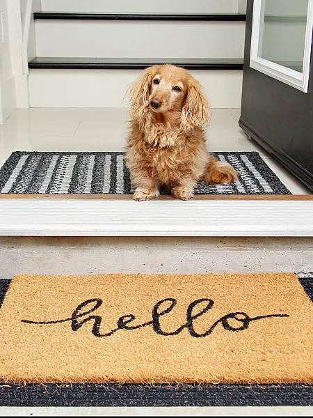 Picture of dog