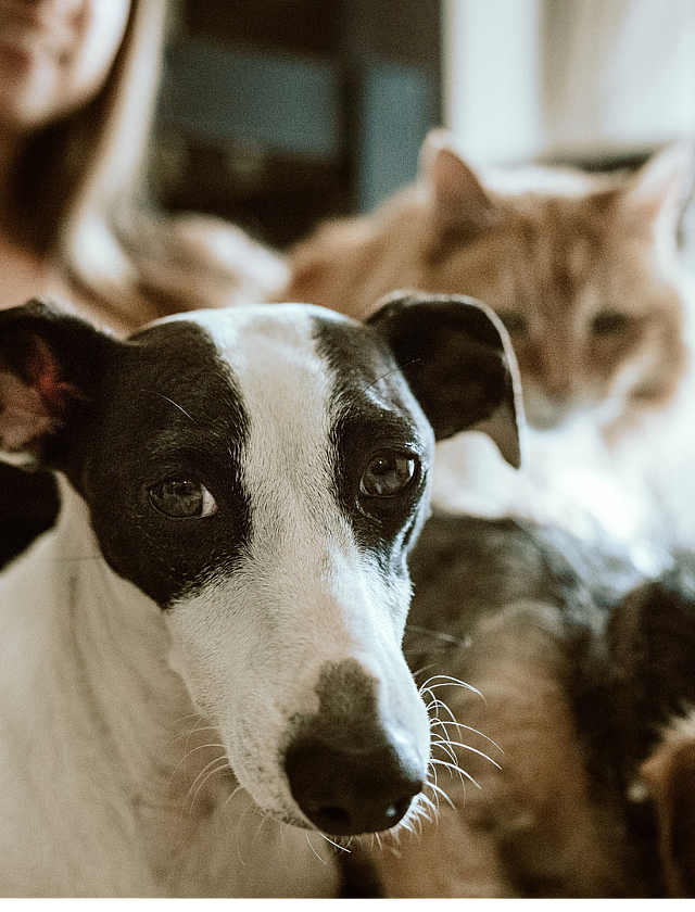 pet