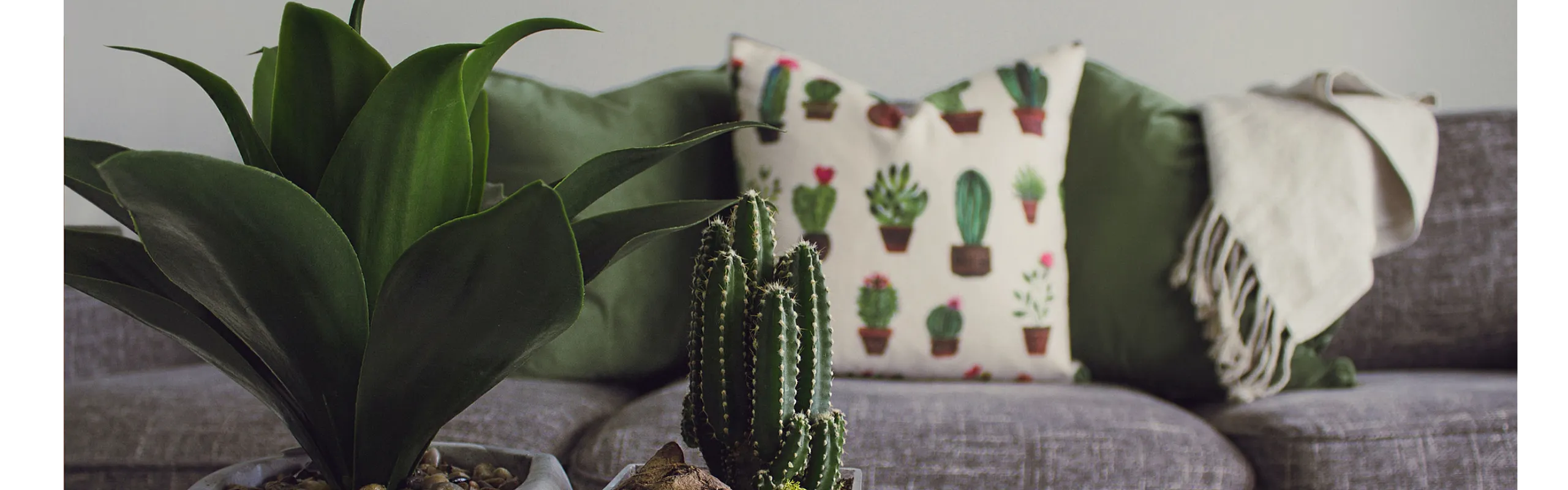 couch and plant