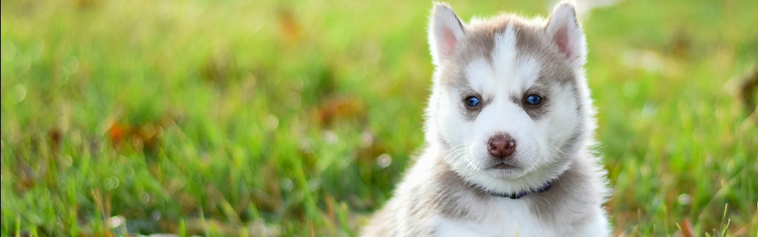 pet friendly community | the verdant