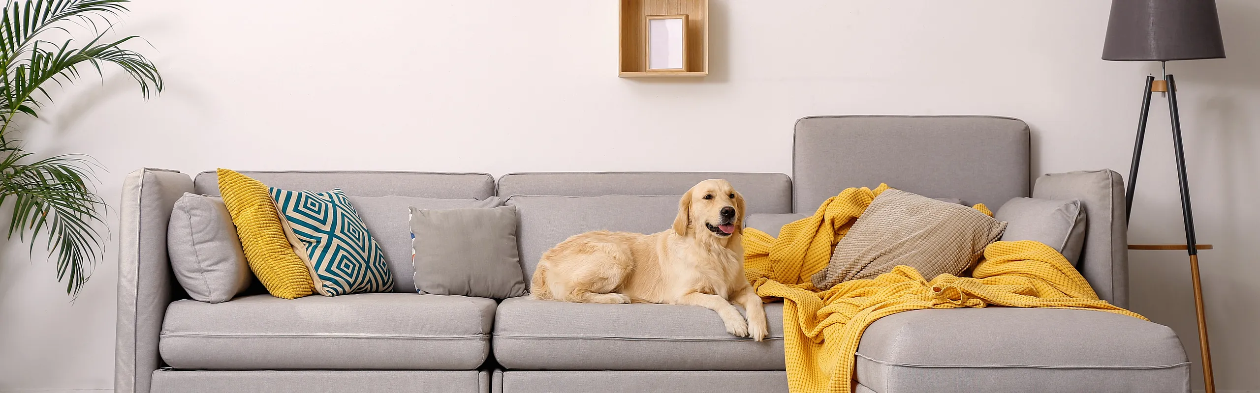 picture of dog on couch