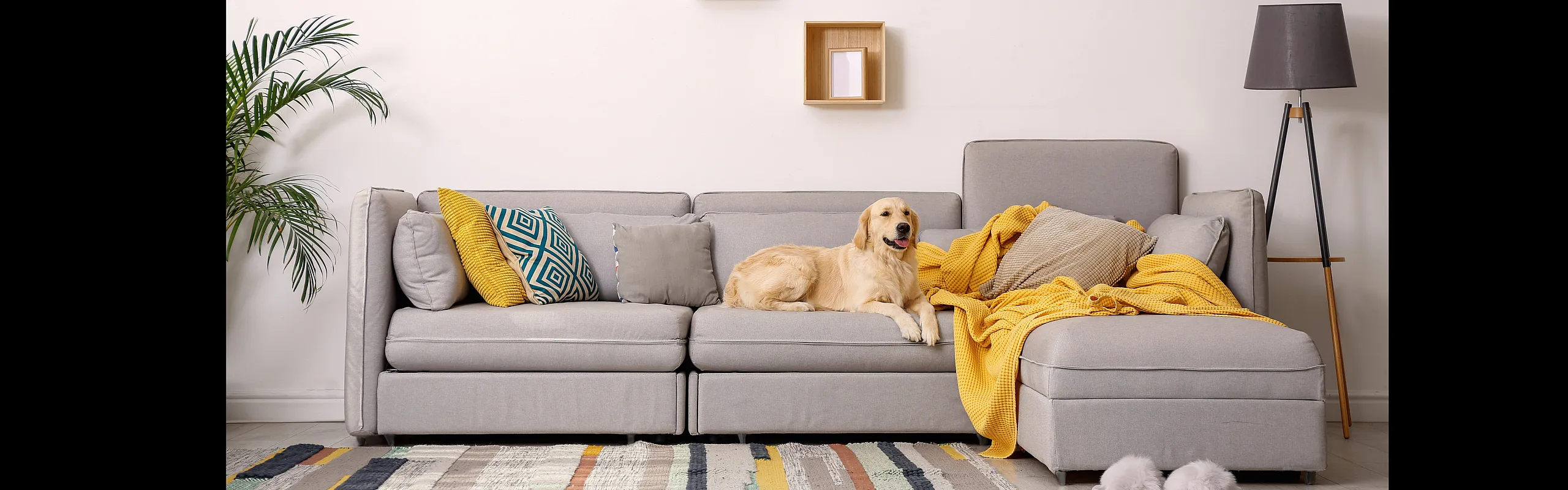 Couch and dog