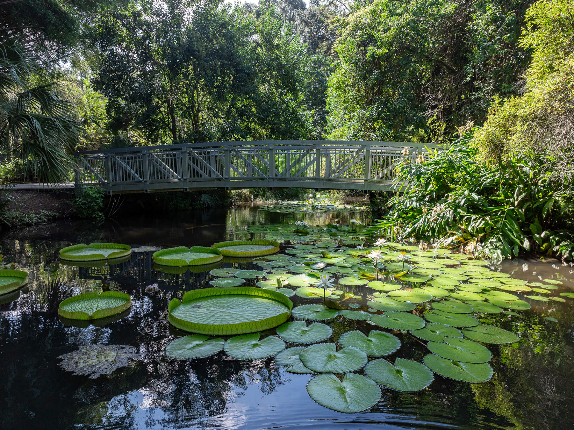 Your Guide to the Best Pet-Friendly Life in Gainesville, FL-image