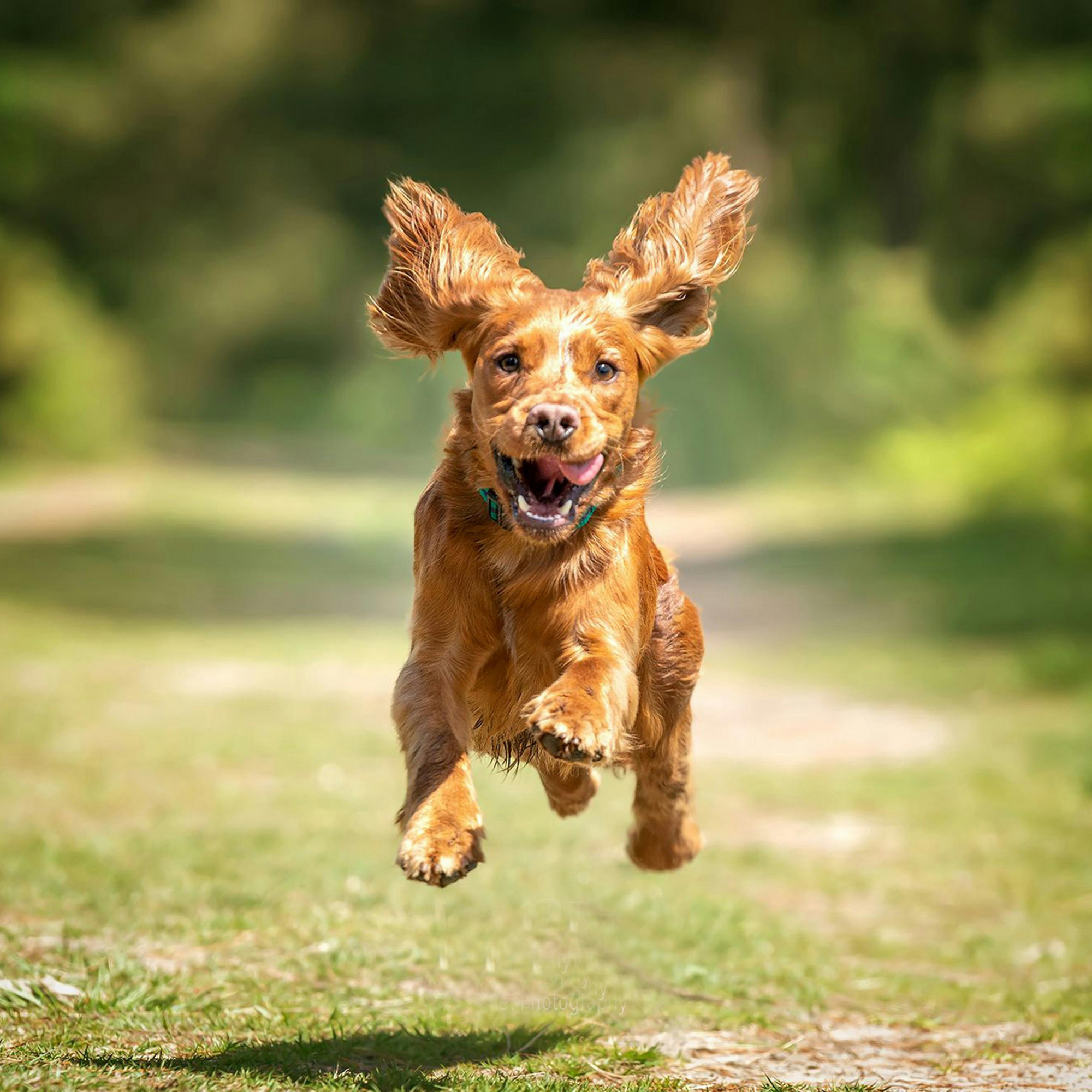 Joyful brown dog leaping energetically down a sunlit path in a lush green park.