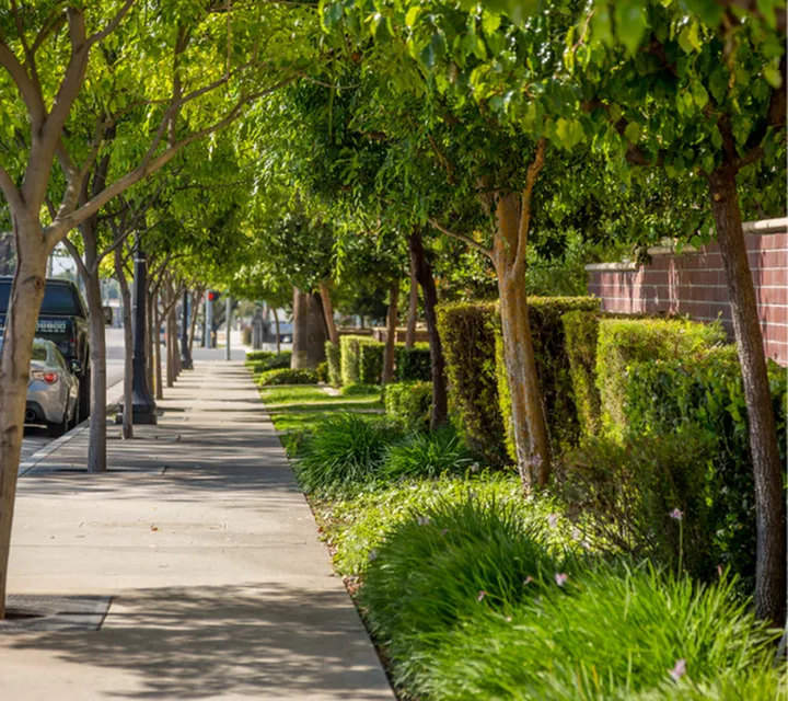 Charming tree-lined sidewalk view showcasing lush greenery and a tranquil neighborhood atmosphere.