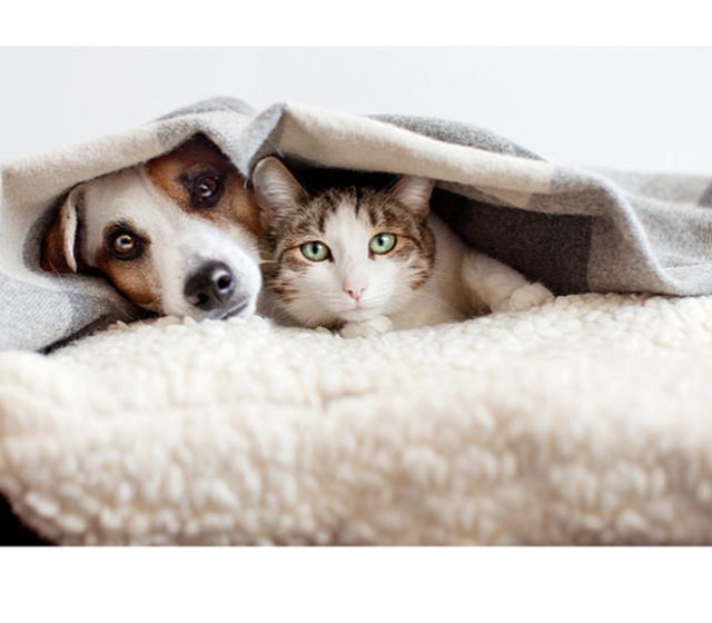 Cozy scene with a dog and cat snuggled under a warm blanket, perfect for pet-friendly living spaces.