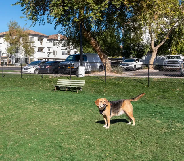 Vibrant dog park with lush grass, perfect for pet-friendly living, set against a backdrop of modern apartment buildings.