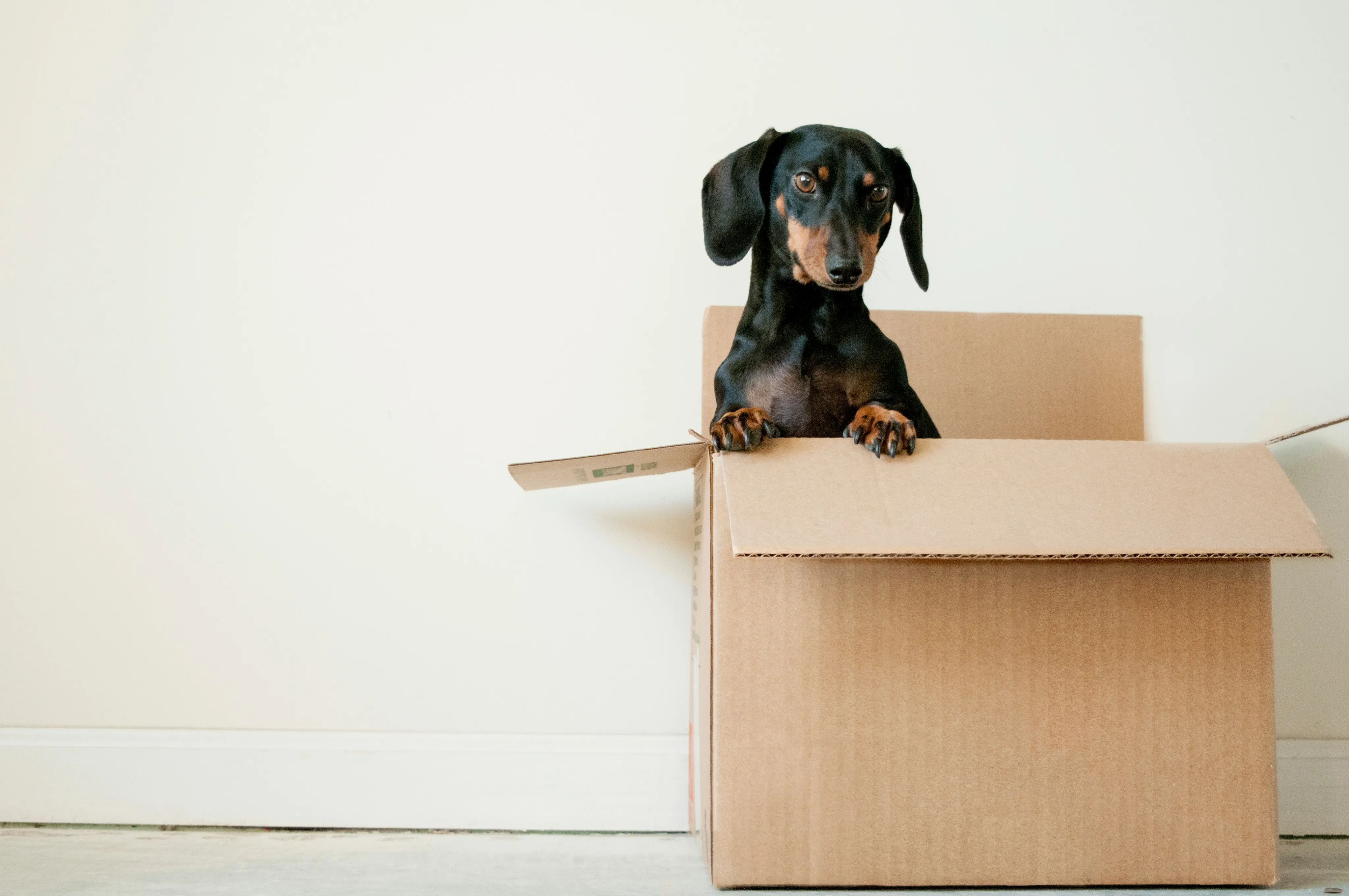 Adorable dachshund peeking out from a cardboard box in a bright room, adding a touch of charm and warmth to apartment living.