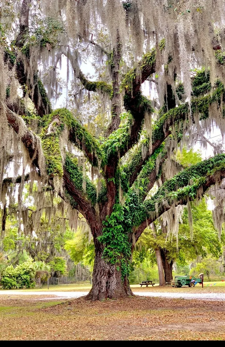 tree