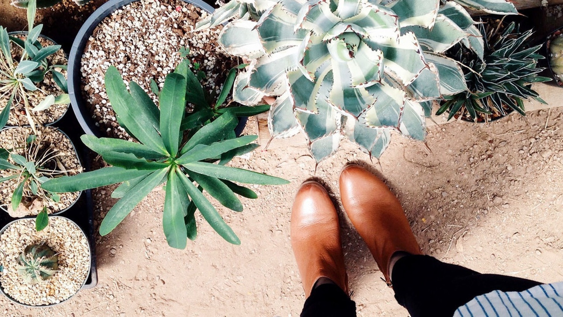 cactus-garden