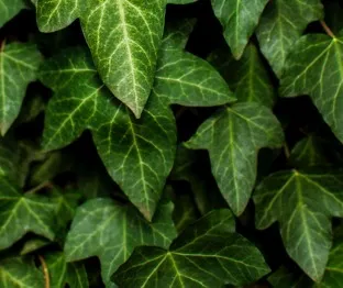 City Green ivy