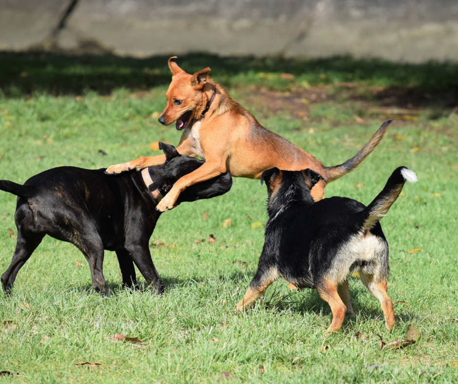 Pet-friendly living with no breed restrictions at Indigo at McLean Station-image