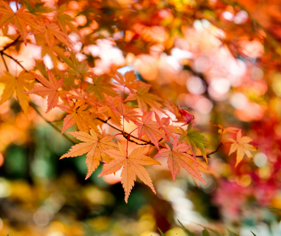 Local Fall Hikes and Scenic Autumn Trails-image