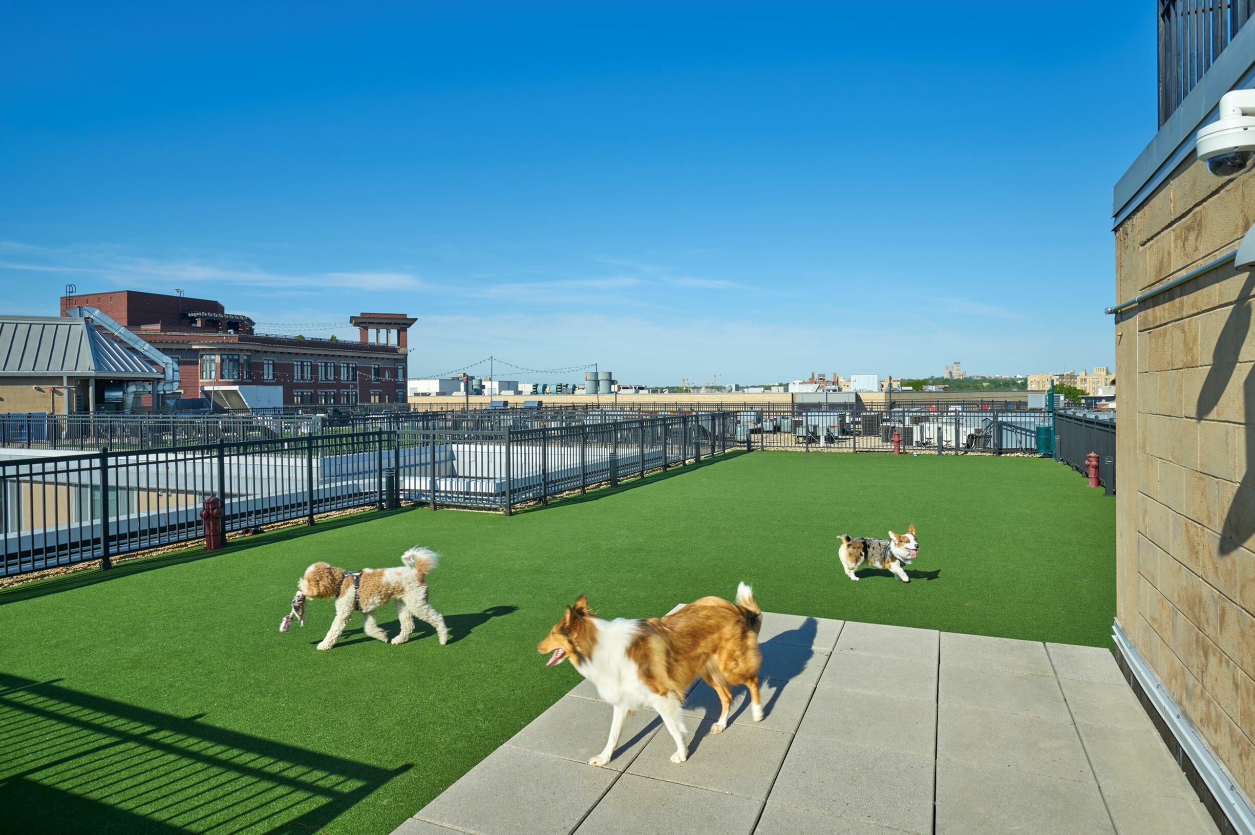 Your Dog Will Love Our Rooftop Dog Park | Park Triangle Apartments | Columbia Heights DC Apartments | Washington DC Apartments
