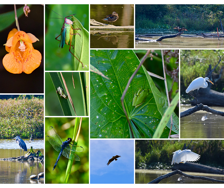 Huntley Meadows Collage of Various Animals Found There | Creekside Village Apartments | Affordable Alexandria VA Apartments | Affordable Fairfax VA Apartments