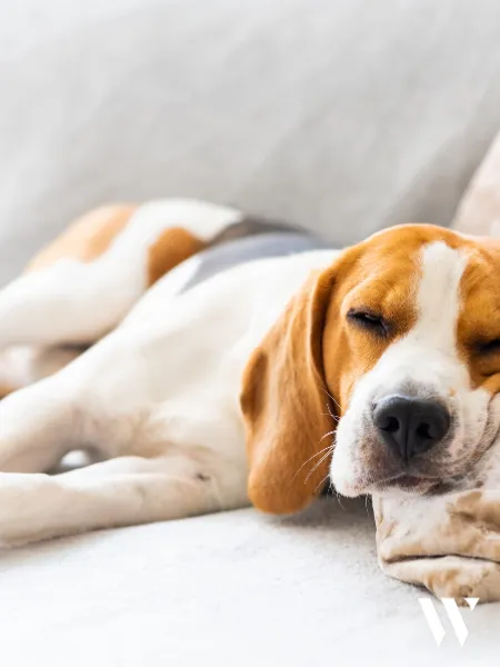 dog on couch