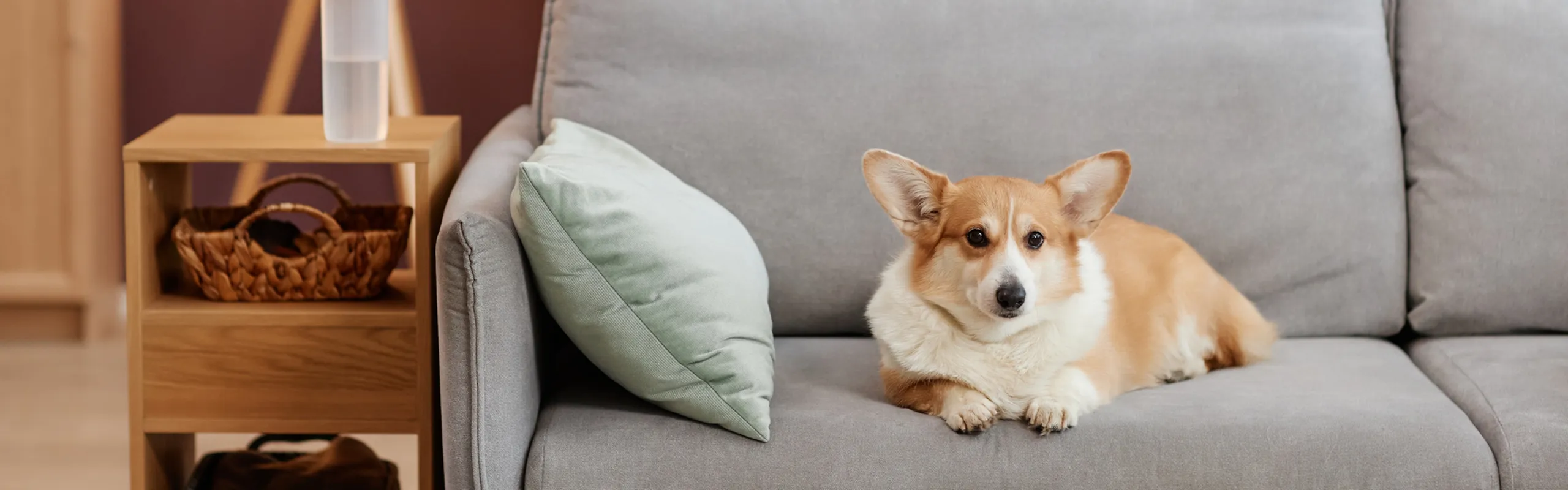 dog on couch