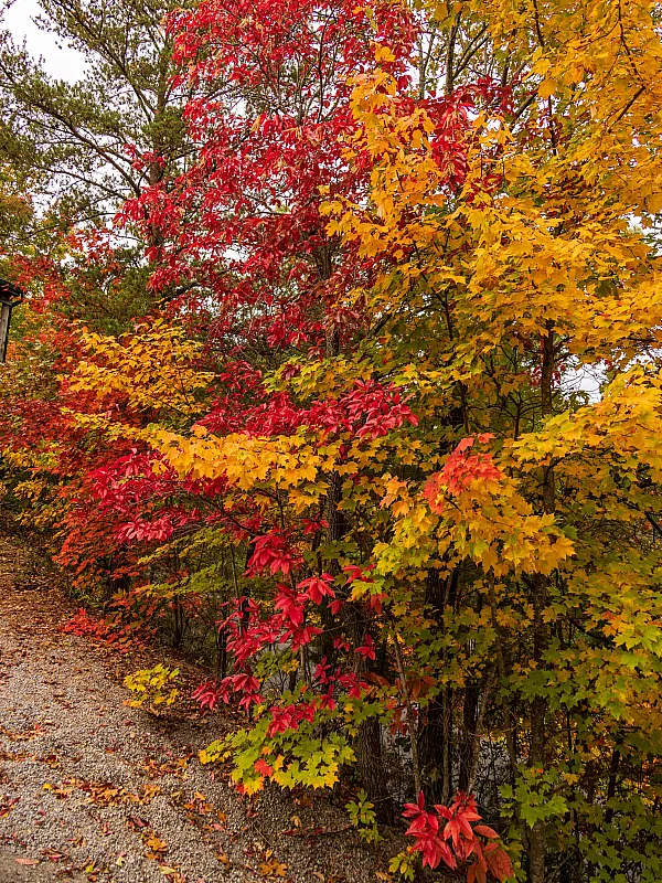 Vibrant autumn landscape showcasing colorful red, orange, and yellow leaves on trees, creating a picturesque seasonal scene.