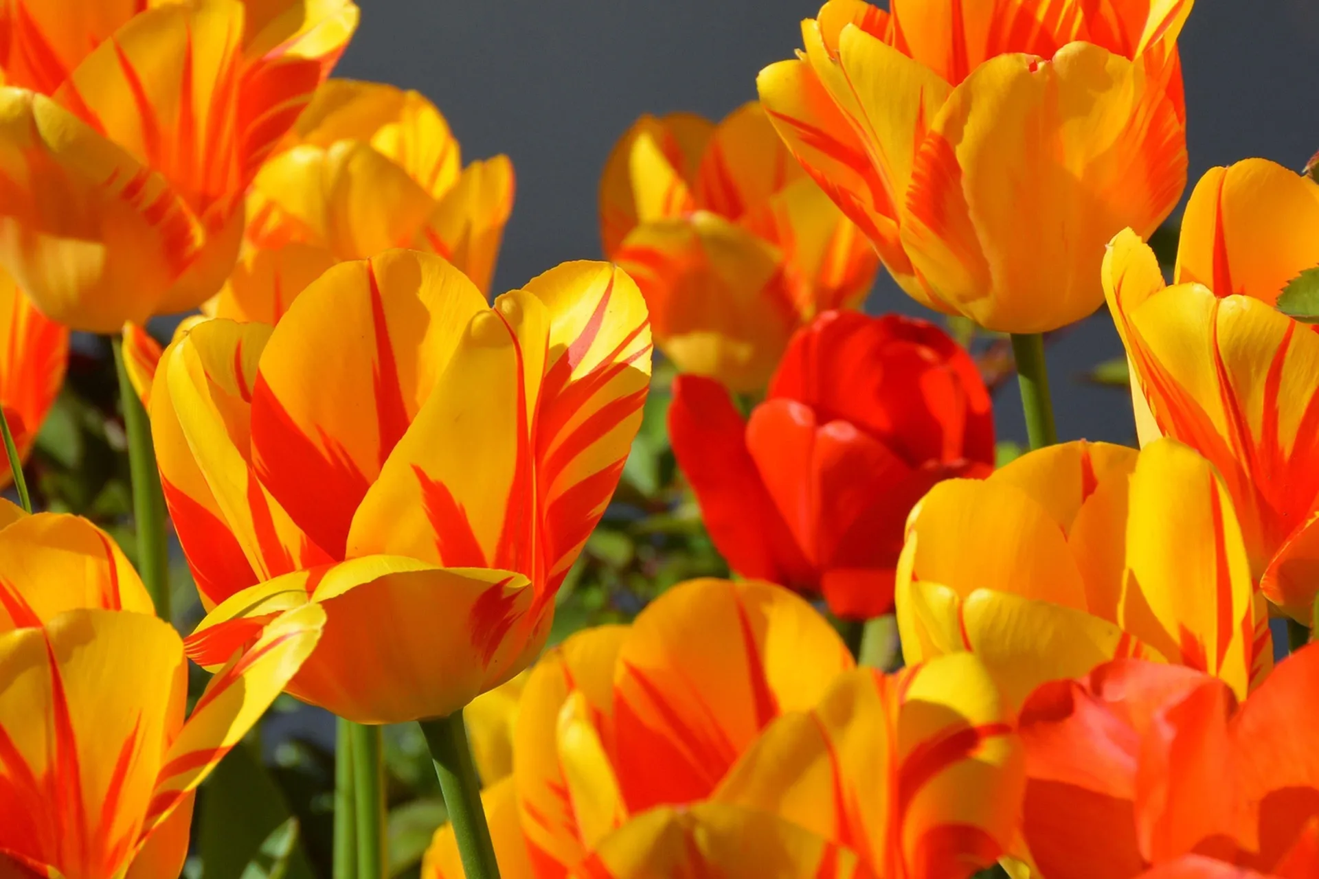 Happy Spring!-image